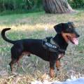 https://it.holidog.com/ImagesPetSitters/4905D249-409D-4DDA-9833-72E0D545D231_square_120.jpg Svago-e-affidabilità-135342-1