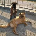 https://it.holidog.com/ImagesPetSitters/4984499F-4200-4E36-AF54-7A513A722A3E_square_120.jpg 12824-2