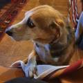 https://it.holidog.com/ImagesPetSitters/498702ED-A8AB-40E9-8A44-7A066C07B422_square_120.jpg Amica-degli-animali--264187-0