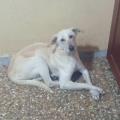 https://it.holidog.com/ImagesPetSitters/4B604EAF-7D36-41DF-8737-560CC3596E6E_square_120.jpg Relax-per-Cani-e-Gatti!-14891-1