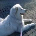 amore-e-rispetto-per-gli-animali-9647-2