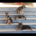 https://it.holidog.com/ImagesPetSitters/4C83F3DD-55E9-4BA9-AB63-206A78C17F23_square_120.jpg Casa-privata-per-il-relax-del-t🐶-379742-0