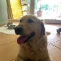 https://it.holidog.com/ImagesPetSitters/4CEFD255-F883-4046-9AB9-AB188651E7ED_square_120.jpg 377265-0