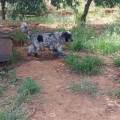 https://it.holidog.com/ImagesPetSitters/4D48BA01-2DA1-4B40-8E8D-4F29263BD12B_square_120.jpg Relax-e-aria-aperta-288221-0