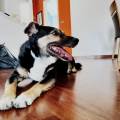https://it.holidog.com/ImagesPetSitters/4F8BECAE-CBA0-4A5F-8DD8-FC6A8FE4FA08_square_120.jpg --111214-1