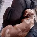 Empatia-canina-383405-1