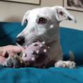 DOG-SITTER---Paradiso-per-pet-275532-3