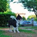 https://it.holidog.com/ImagesPetSitters/53049161-C30F-4CA3-8CF1-A5FEE600F021_square_120.jpg ci-penso-io-a-loro!-:)-77646-2