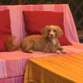 https://it.holidog.com/ImagesPetSitters/53761493-9AA4-43C1-B642-54B71F5F9DEA_square_120.jpg Cure-e-coccole-160827-1