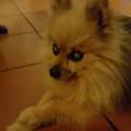 https://it.holidog.com/ImagesPetSitters/562071BD-24D8-4CCD-A141-C396E3D996E3_square_120.jpg Paradiso-per-Cani-73375-1