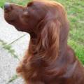 https://it.holidog.com/ImagesPetSitters/56B8E121-4628-4452-A3F7-2EA5F84700B6_square_120.jpg Il-prato-di-SKY-374657-1