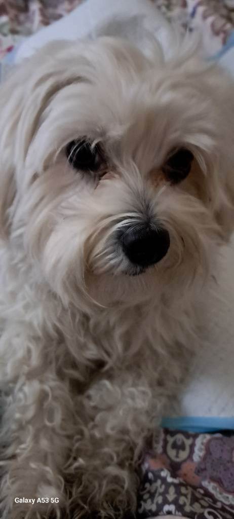 dog-sitter mi livia 1b354f53-576f-4f04-a222-b4b091628d92