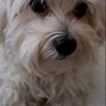 dog-sitter mi livia e42db6fc-4471-45cd-8347-dbe8c62d4125