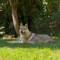 https://it.holidog.com/ImagesPetSitters/58376101-7B7F-44DD-B01B-DBDD7212E11E_square_120.jpg Il-miglior-sogno-per-il-tuo-animale-390617-1