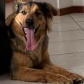 https://it.holidog.com/ImagesPetSitters/5A435CC9-0A3F-4A5E-9B96-D49BF87493D4_square_120.jpg La-tua-Pet-Sitter-di-fiducia-370668-0