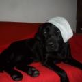 https://it.holidog.com/ImagesPetSitters/5B68655F-B59E-4D7A-A278-DFDFAC799D16_square_120.jpg Happy-dog-29894-0