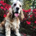 https://it.holidog.com/ImagesPetSitters/5DD84E49-D8C5-4091-A45F-DA5519C0F800_square_120.jpg Uno-di-noi-31084-3