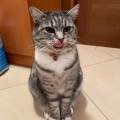 Pet-sitter-Olistico-402424-1