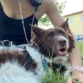 Petsitter-disponibile-a-Pistoia-350785-0