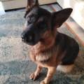 petsitter stranger