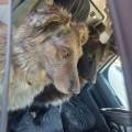 Pet-sitter-e-dog-Walking-400124-2
