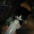 amore-per-gli-animali-81278-0