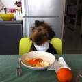 https://it.holidog.com/ImagesPetSitters/6419133A-8E9F-4CA7-99F0-21541DE05112_square_120.jpg Amici-a-quattro-zampe-108156-1