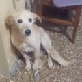 https://it.holidog.com/ImagesPetSitters/6455500F-A4AA-4287-BED8-6C6D358A160F_square_120.jpg Relax-per-Cani-e-Gatti!-14891-2