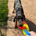 https://it.holidog.com/ImagesPetSitters/670A3E60-AE25-4319-9A46-38342B366642_square_120.jpg 388087-1