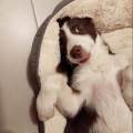 https://it.holidog.com/ImagesPetSitters/672D26B5-5965-42D9-A378-E4A7F4D4EC20_square_120.jpg Amante-dei-animali-407643-2