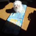 https://it.holidog.com/ImagesPetSitters/67FA3F40-314F-499E-A02D-01750DA1E3C2_square_120.jpg Amante-degli-animali-177002-1
