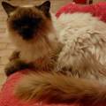 https://it.holidog.com/ImagesPetSitters/68831888-C2D2-4501-83AD-A87EF96FB968_square_120.jpg Pet-sitter-bassa-reggiana-e-Carpi-372108-2