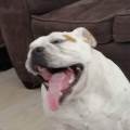 Pet-sitter-responsabile-e-paziente-402460-2