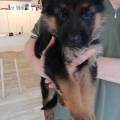 https://it.holidog.com/ImagesPetSitters/698E4181-F060-4FF6-A025-573DC7168551_square_120.jpg Casa-privata-per-il-relax-del-t🐶-379742-1