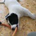 https://it.holidog.com/ImagesPetSitters/69B4ADDD-0F3C-4299-ACF5-C9BA10094011_square_120.jpg LOASI-DEL-BENESSERE-299294-3