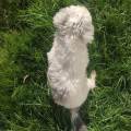 https://it.holidog.com/ImagesPetSitters/69EED39F-ABA5-4392-A5DA-0A528F394C41_square_120.jpg Per-il-tuo-amico-a-quattro-zampe?-173648-2