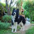 https://it.holidog.com/ImagesPetSitters/6A383887-DFAB-4F1E-ABB5-7AA05DD74FBC_square_120.jpg ci-penso-io-a-loro!-:)-77646-1