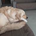 Dog-friendly-405111-2