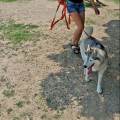 https://it.holidog.com/ImagesPetSitters/6E92C5E3-A662-4367-B06E-B3DF445B7D4E_square_120.jpg Pet-sitter-affidabile-ed-empatica.-373089-2