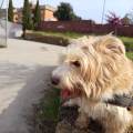 Passeggiate-e-cura-a-domicilio-380084-1