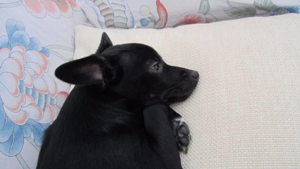 dog-sitter al silvia 75a3b679-e11e-49c8-9646-2f09126e73f2
