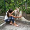 https://it.holidog.com/ImagesPetSitters/701070C4-3F27-42D5-B4A9-6B1285065C51_square_120.jpg Pet-Lover-:)-38659-1