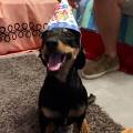 https://it.holidog.com/ImagesPetSitters/701FE036-43C2-41B0-9A1F-A8FD1681539A_square_120.jpg Svago-e-affidabilità-135342-2