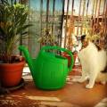 Cat-&-Plants-Sitter--97284-0