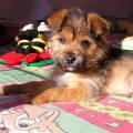 https://it.holidog.com/ImagesPetSitters/723F229F-4E7B-4B2F-9309-DD96EC16DF10_square_120.jpg Pet-Lover-369921-0