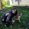 DogSitter&Operatrice-di-pet-therapy-54861-1
