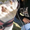 Pet-sitter-responsabile-e-paziente-402460-0
