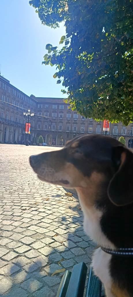 dog-sitter to chiara aaab46d0-dbda-47bb-92bc-976ab4a24c43