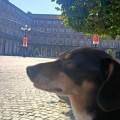 dog-sitter to chiara 15ed6494-40b6-4c44-9cb7-1a1fb2db4b4f