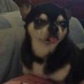 https://it.holidog.com/ImagesPetSitters/7303AE7A-7458-4F5B-9481-983A231F5328_square_120.jpg amore-e-coccolone--374127-1